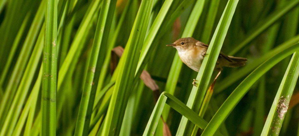 Reed warbler in long grasses