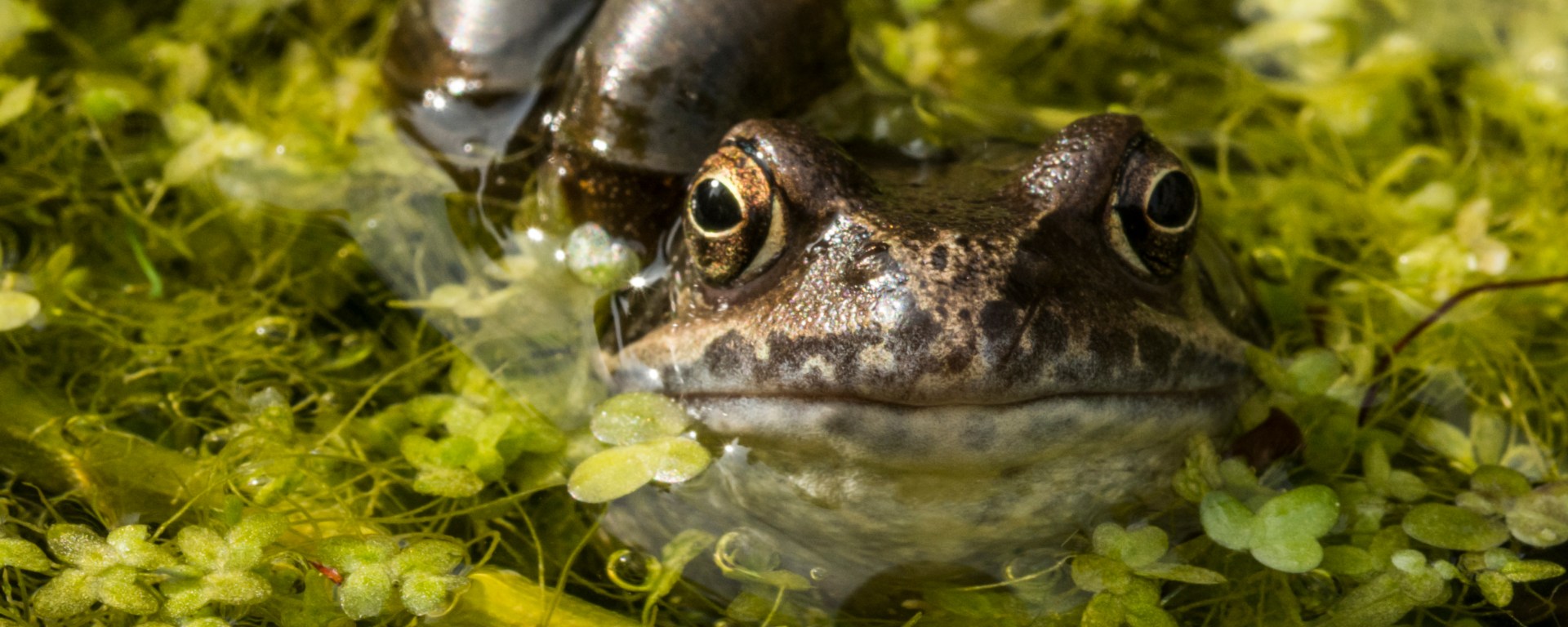 Frog and snail at the surface of a pond