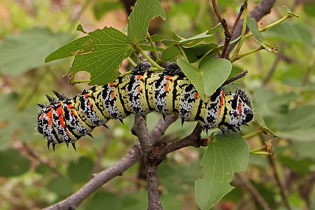 A chunky white caterpillar with black, yellow and red coloured splotches and black spines
