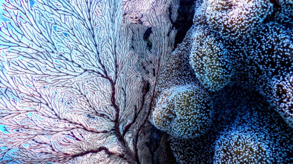 Living corals showing abstract shapes
