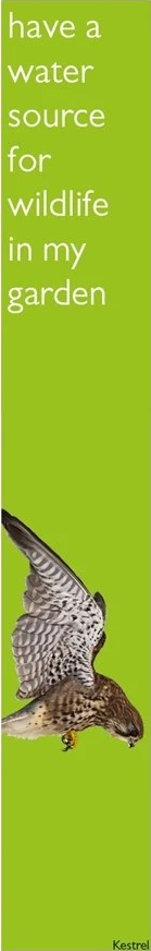 Pledge: have a water source for wildlife in my garden