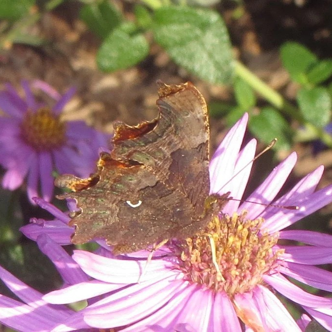 Comma butterfly feeding on a purple flower