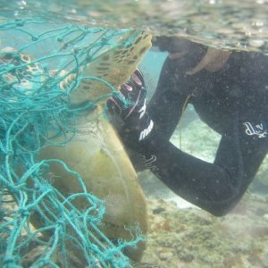 Turtle caught in fishing net, with person trying to free them