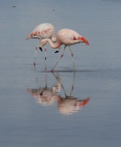 Pair of flamingos feeding
