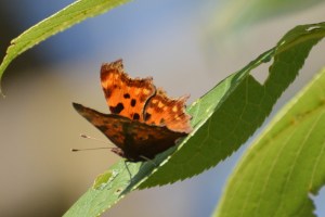 Comma butterfly resting on a leaf