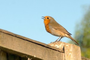 Robin singing on a fence post