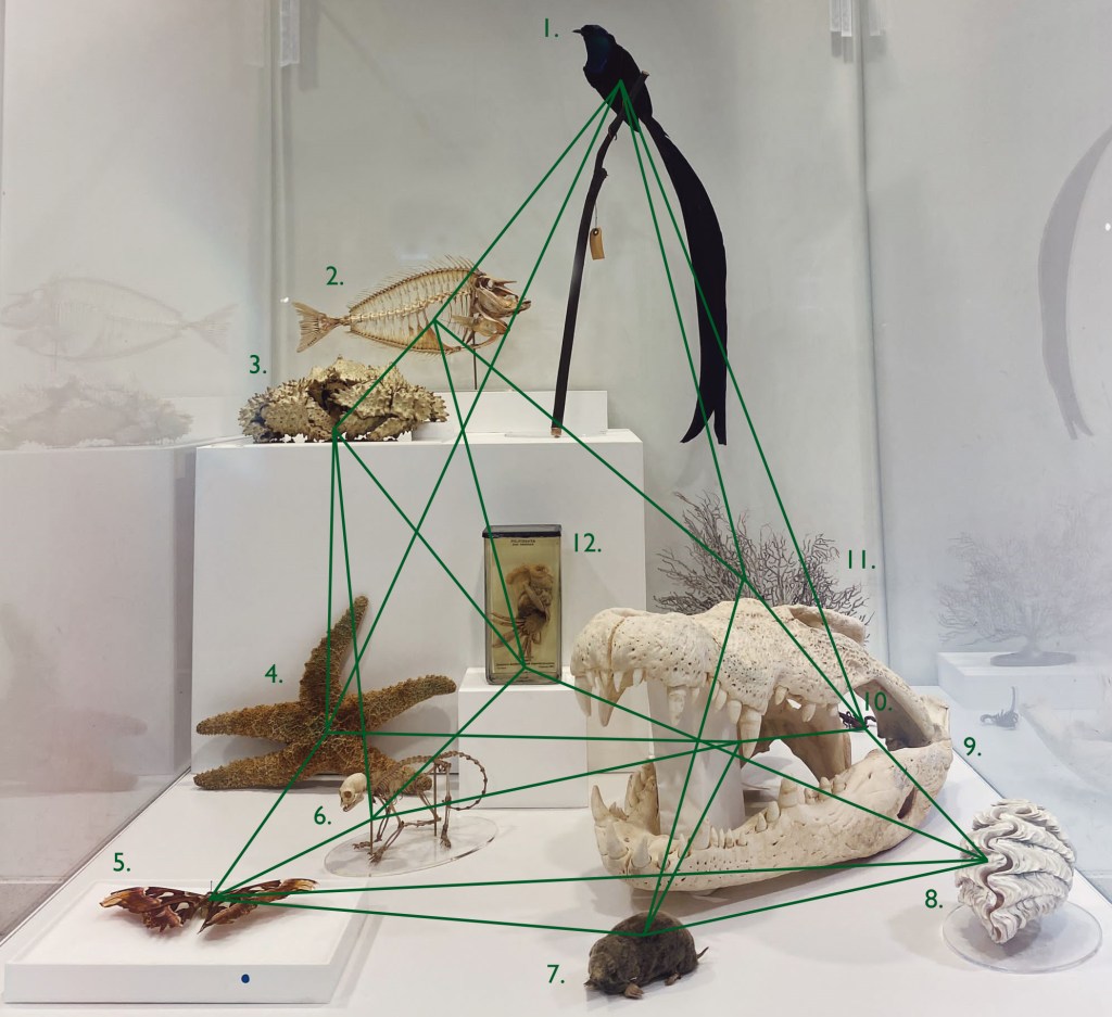 Selection of animal specimens linked by a network of green lines to show the interconnectivity of life on Earth