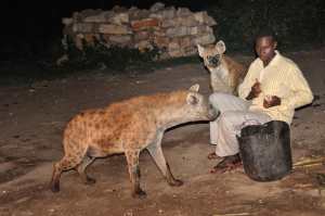 Photograph of spotted hyenas being fed by a person