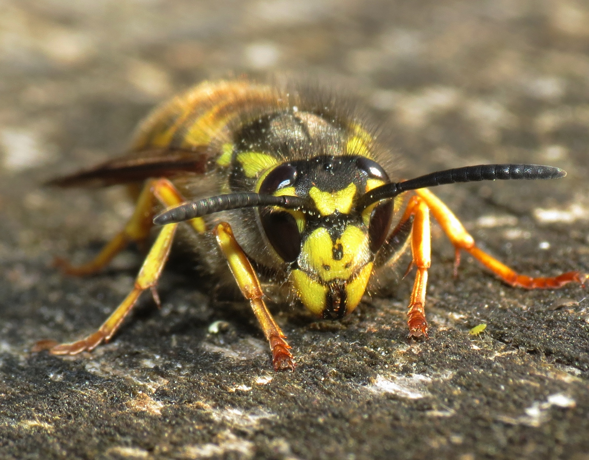 German wasp head-on
