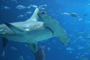 Hammerhead shark amongst fish in clear blue waters