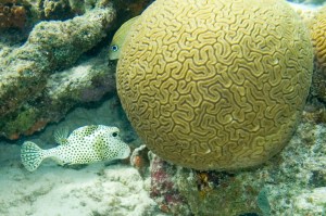Grooved brain coral and fish