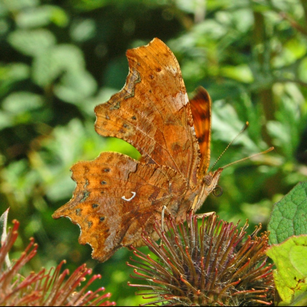 Comma butterfly