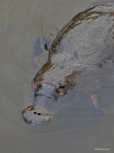 Platypus swimming