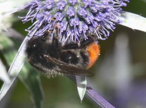 Red-tailed bumblebee feeding on a purple flower