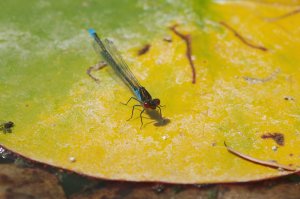Damslefly resting on a leaf
