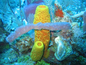 A group of sponges in a range of colours