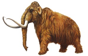 Illustration of a woolly mammoth