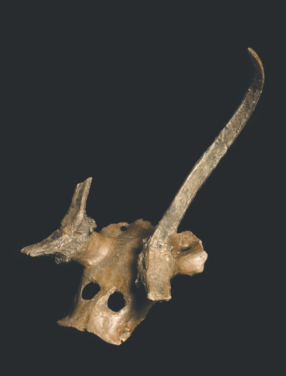 Frontlet made from top part of skull of a red deer with two holes near the front, one antler broken the other split