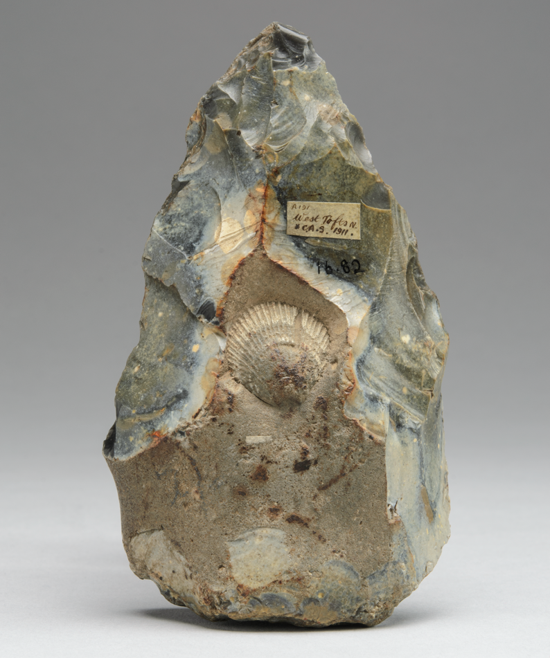Flint hand axe with a bivalve mollusc in the centre