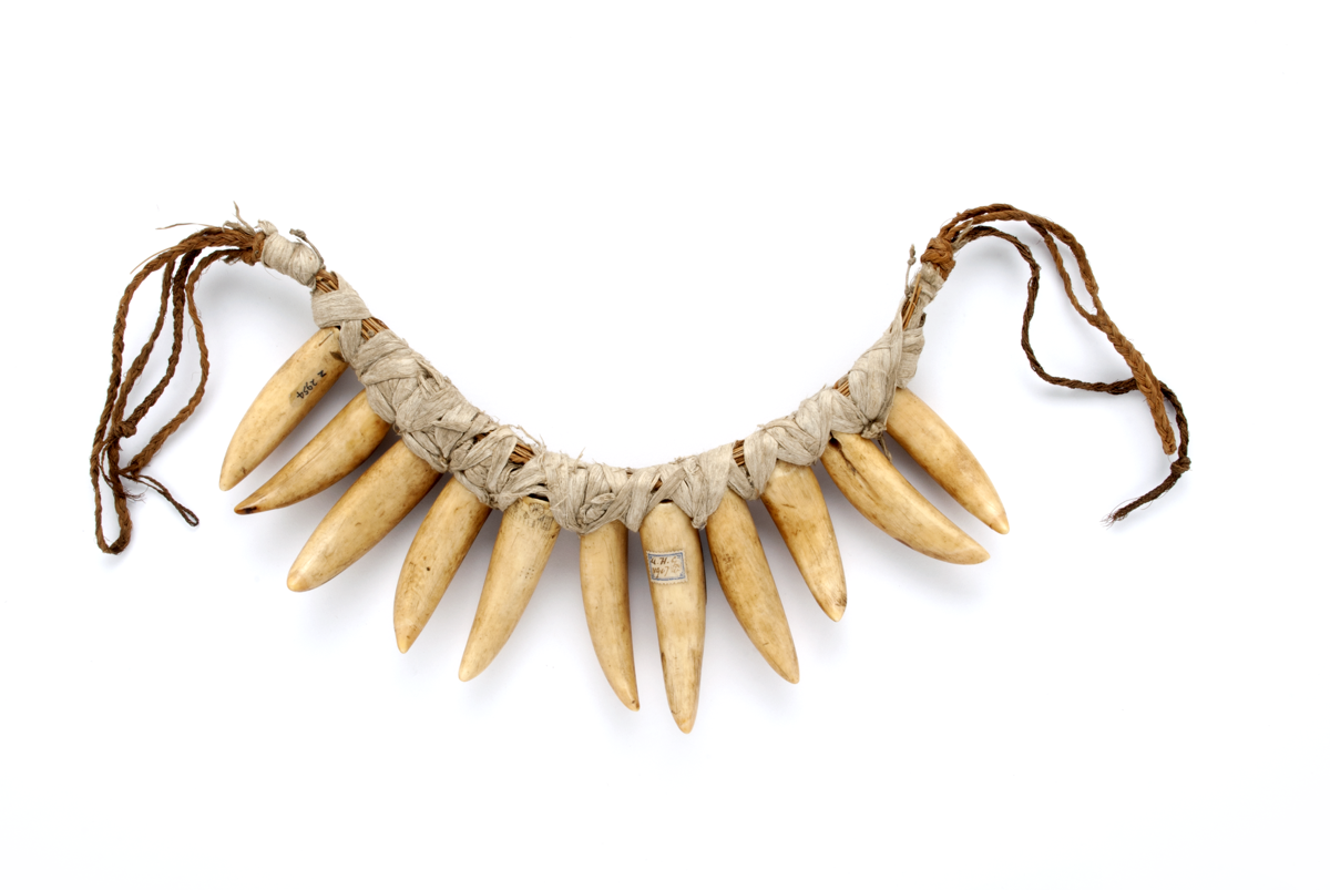 Necklace made of eleven whale teeth strung on a cord.