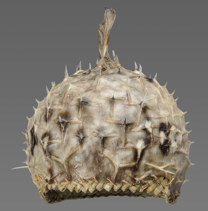Helmet made from a porcupinefish, with tail at the top