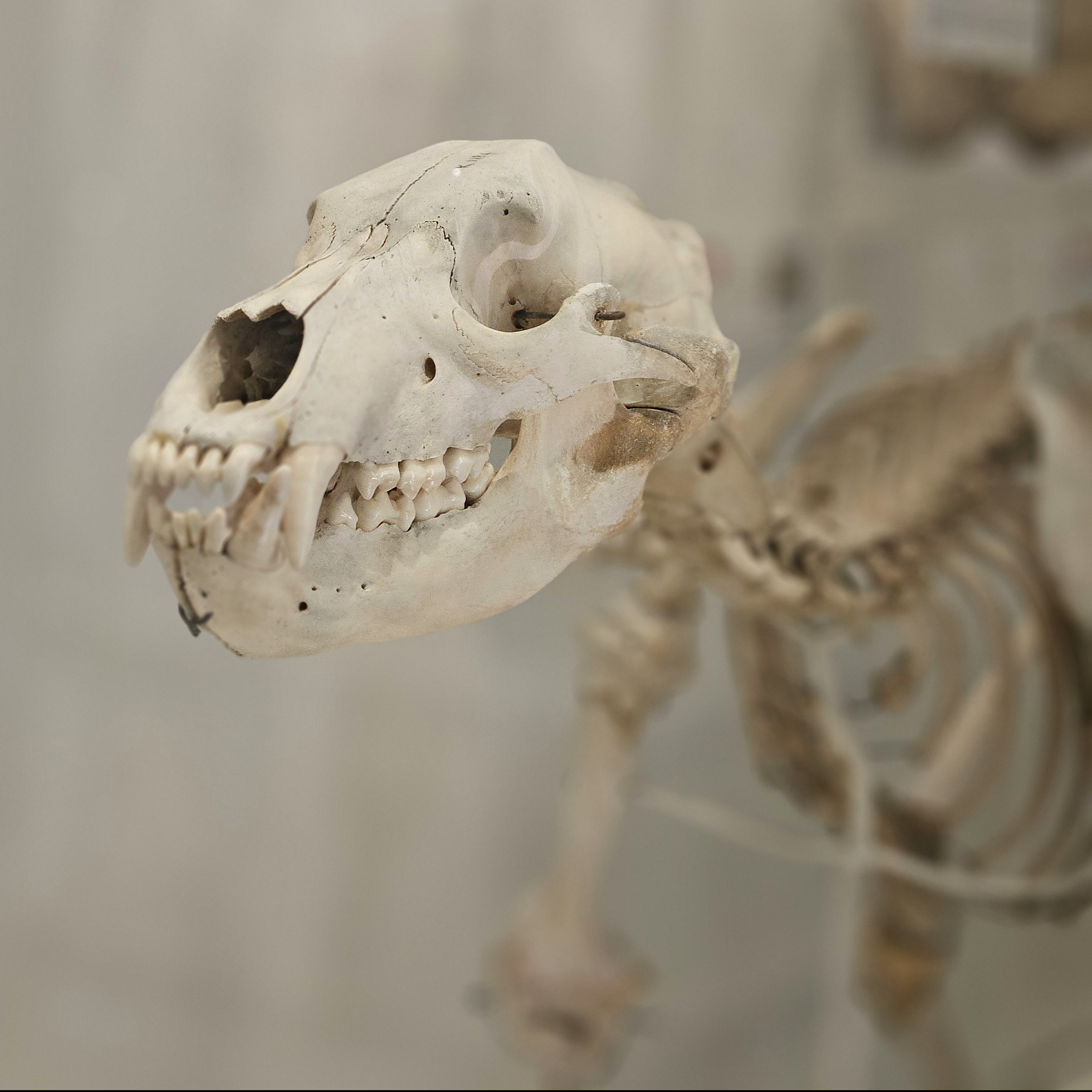 Skeleton of a brown bear with the skull in the foreground
