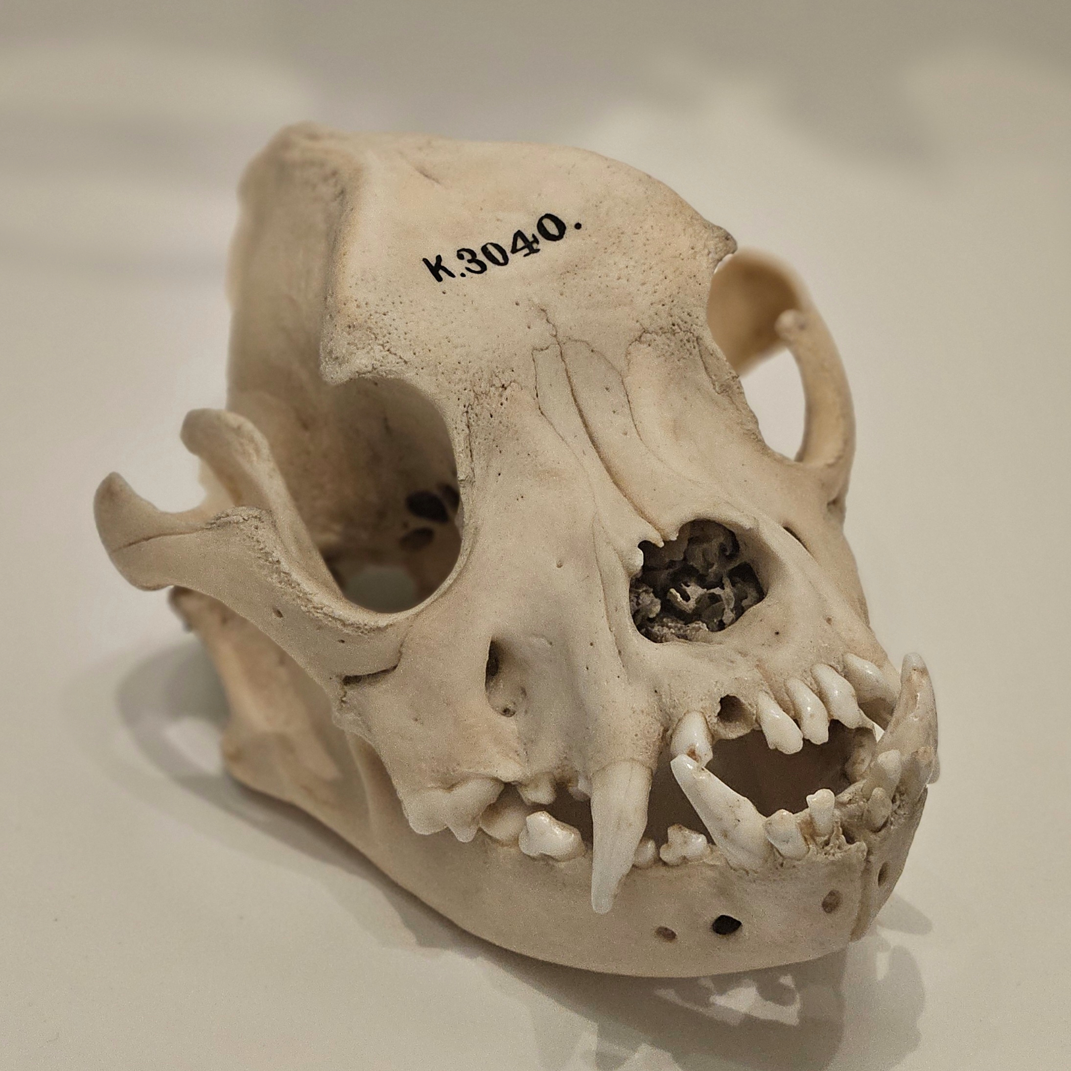 Skull of a bulldog