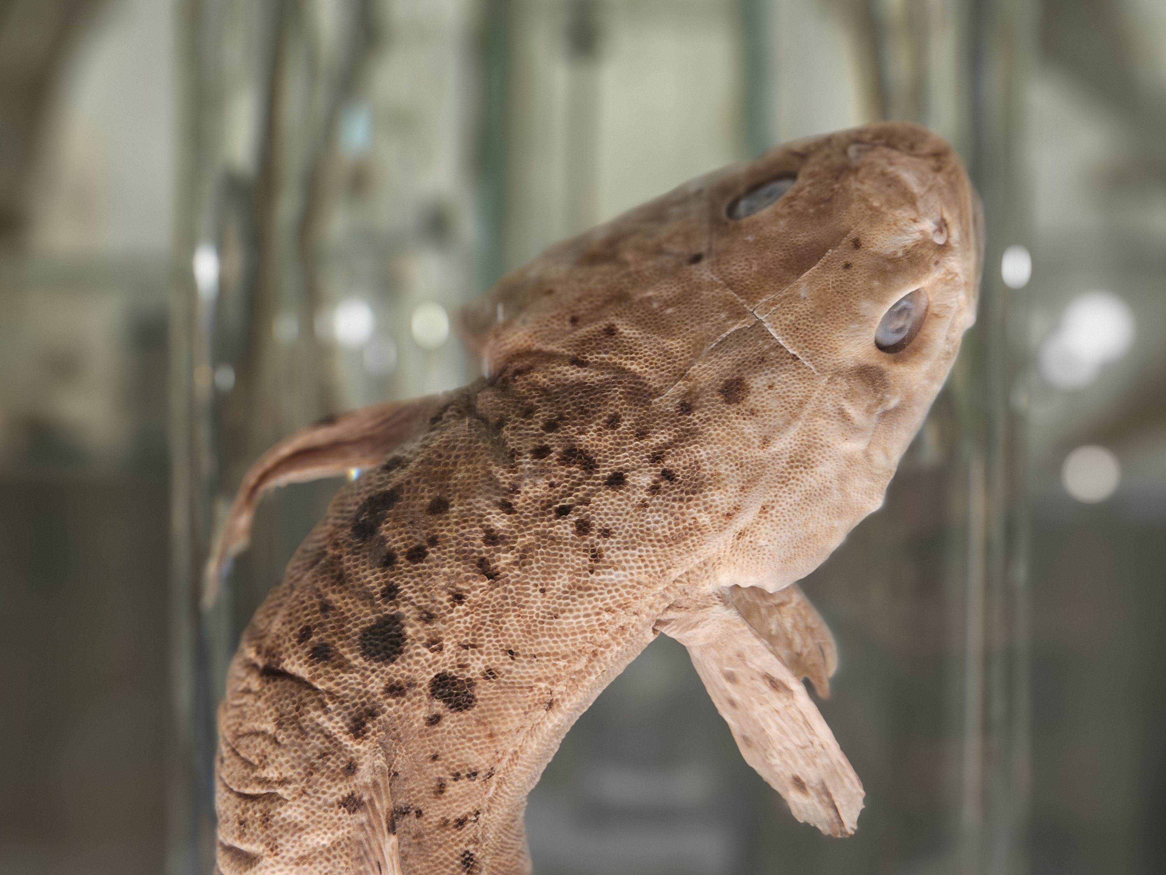 Head and forefins of a fish preserved in alcohol