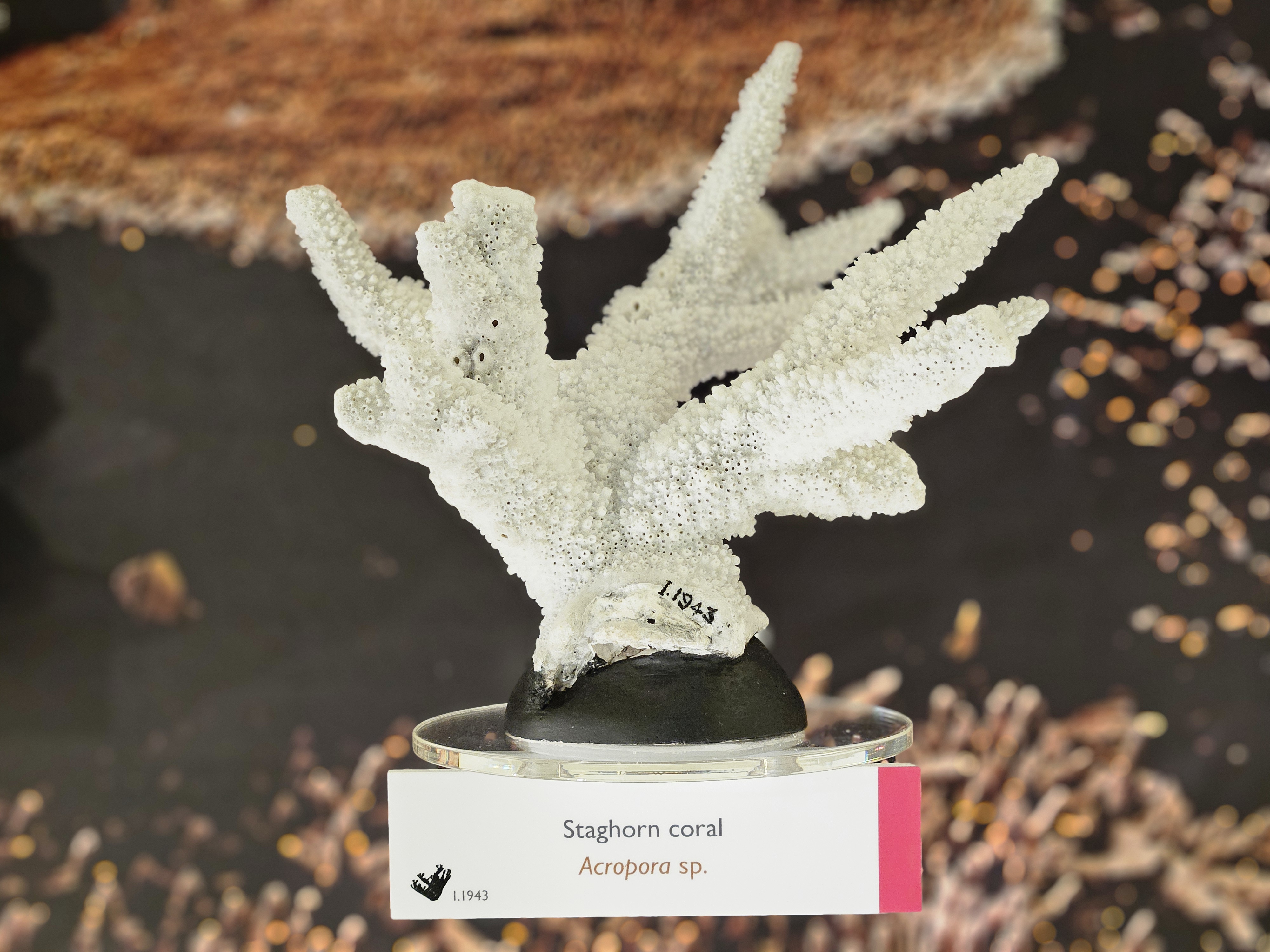 White staghorn coral specimen on display in front of a colour photograph of a coral reef
