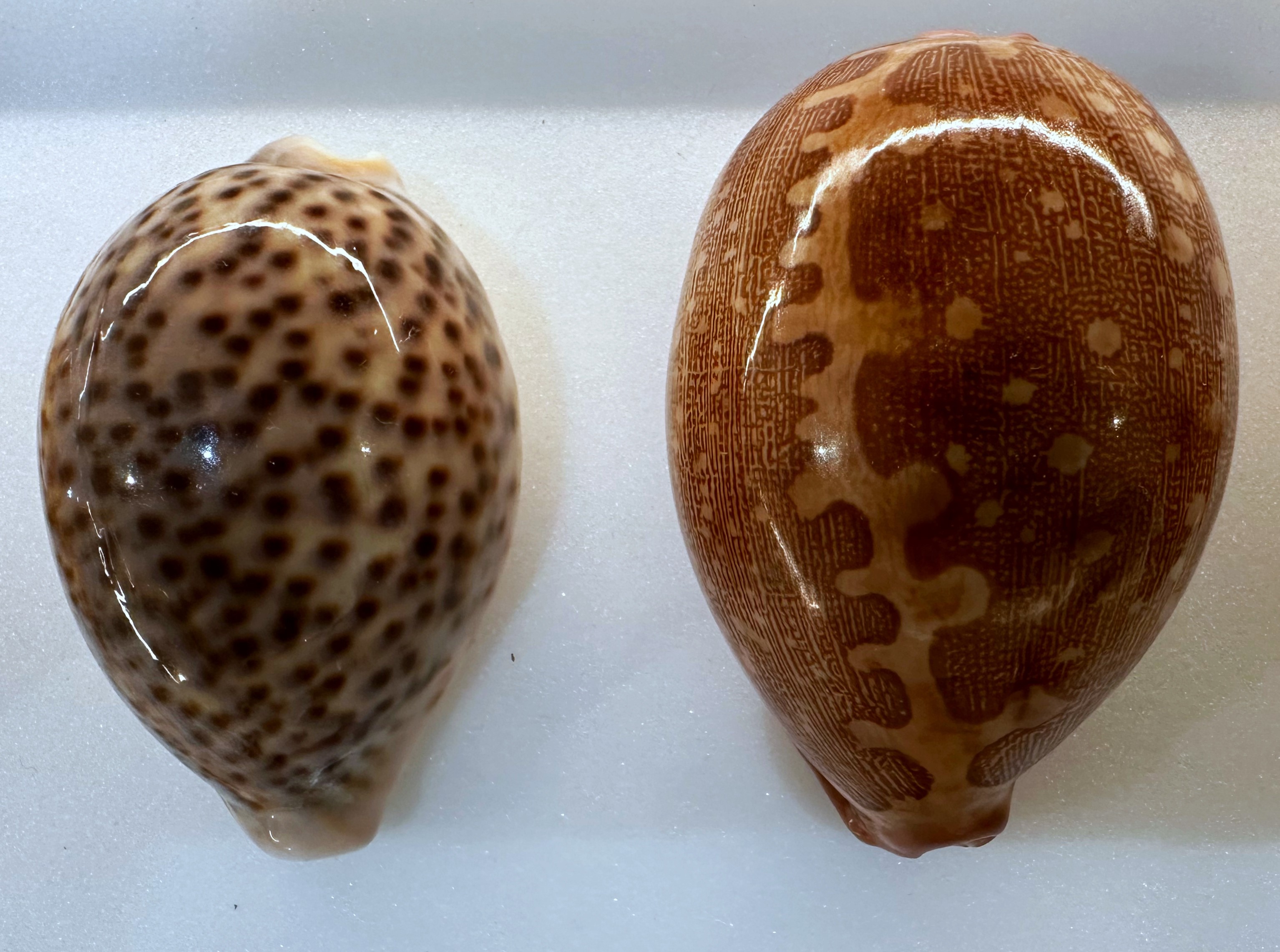Two cowrie shells with spotted patterns in shades of grey, brown, cream and black