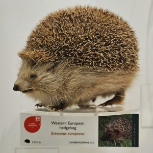 Photograph of a taxidermy specimen of a Western European Hedgehog