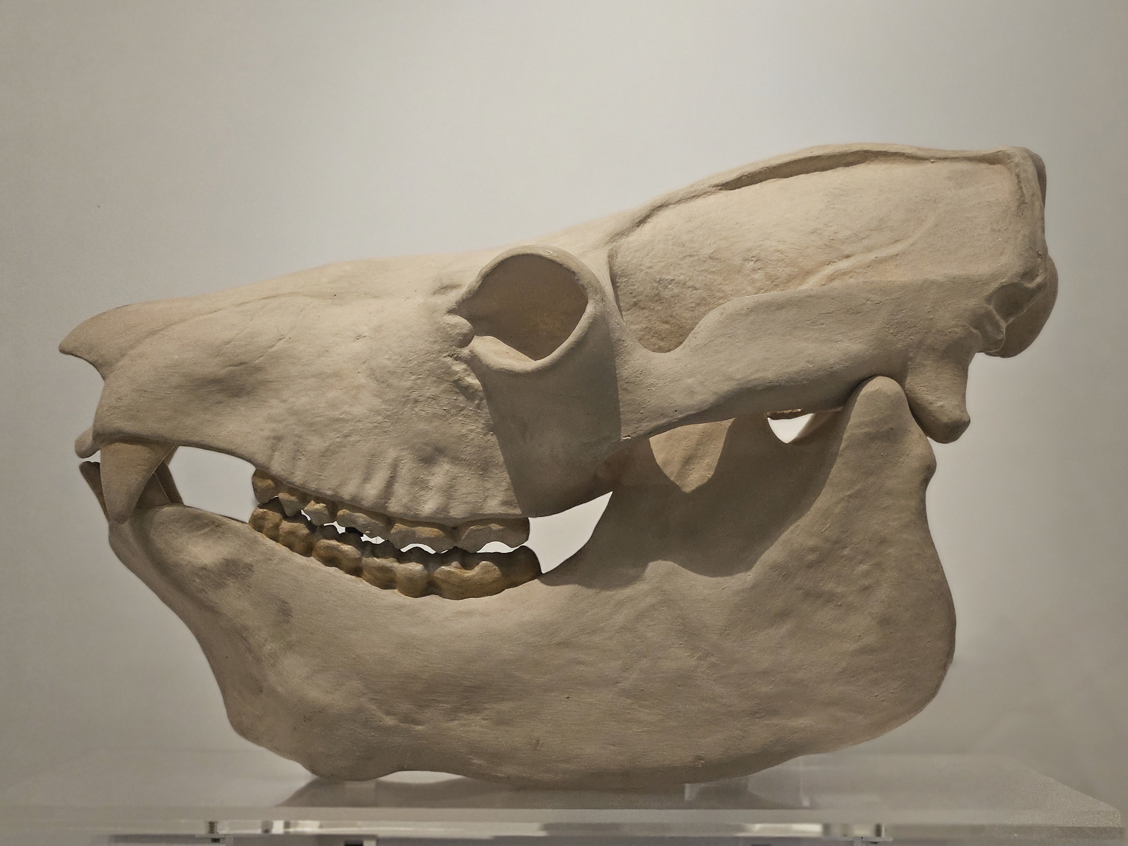 Cast of the skull of a koala lemur in side view