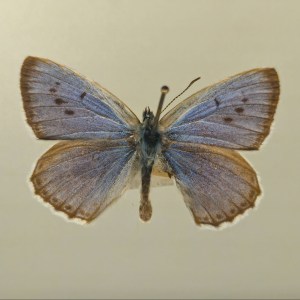 Large blue butterfly pinned specimen