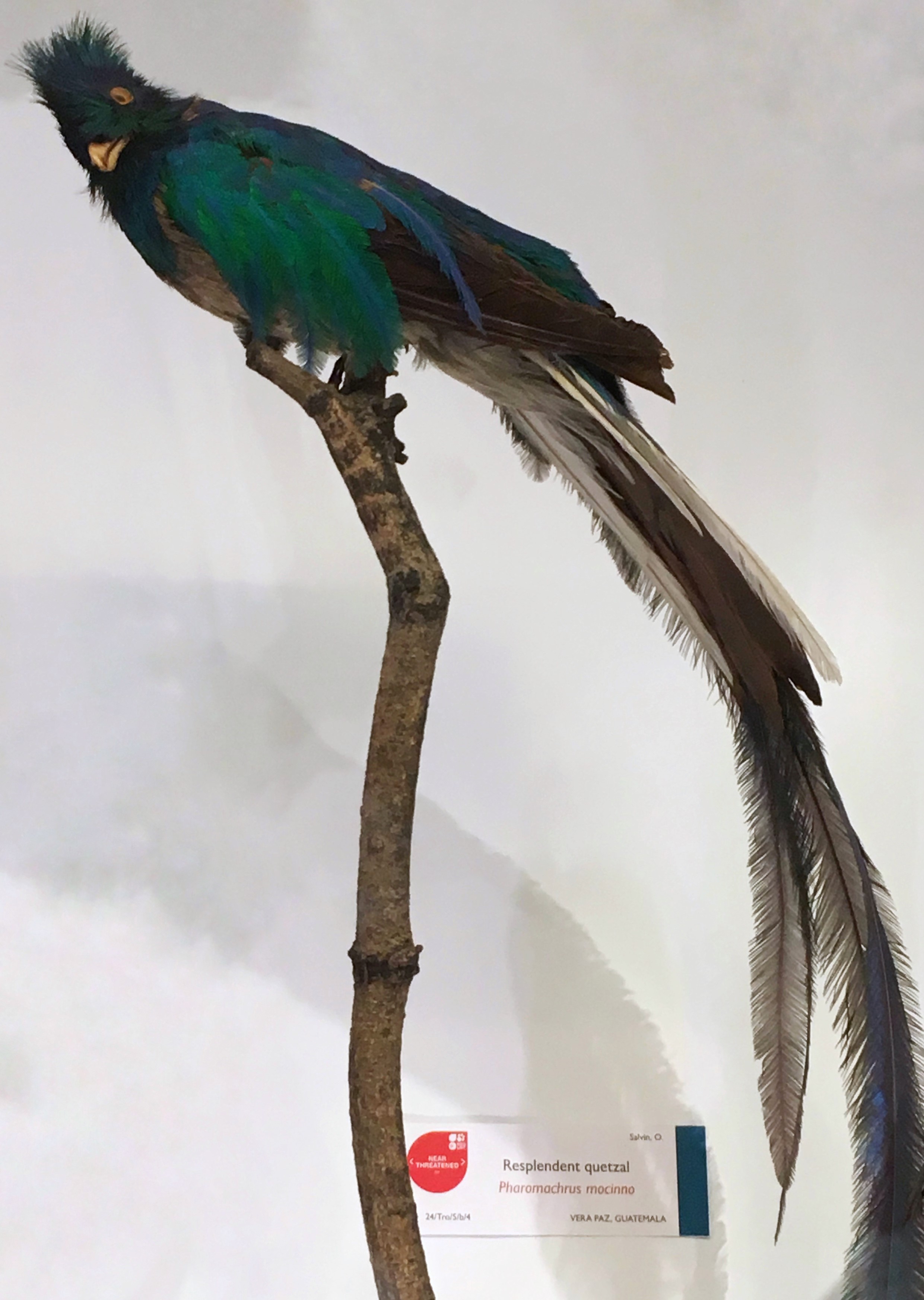 Specimen of a green and blue bird with a long tail perched on a branch