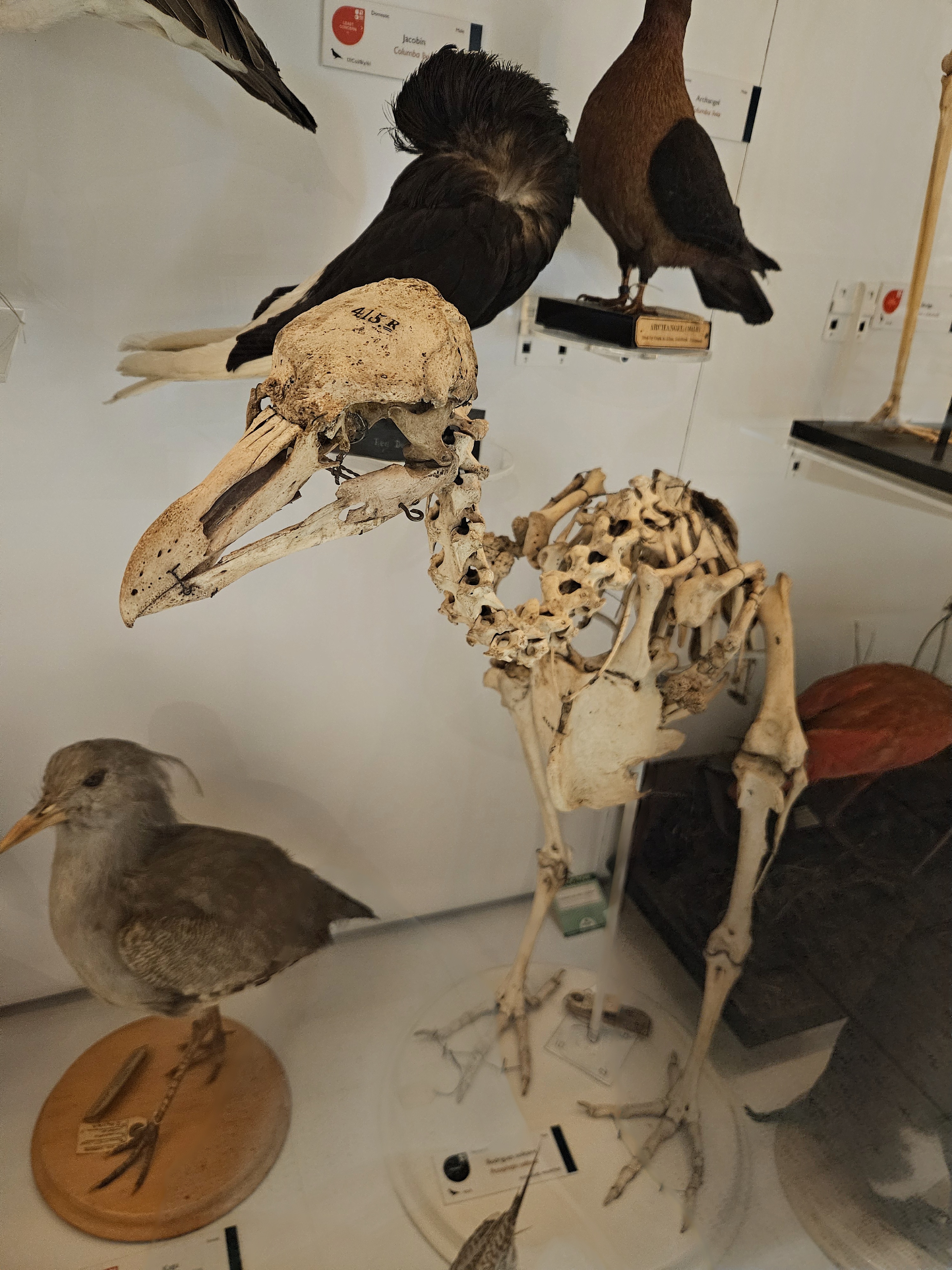Large bird skeleton on display surrounded by taxidermy bird specimens