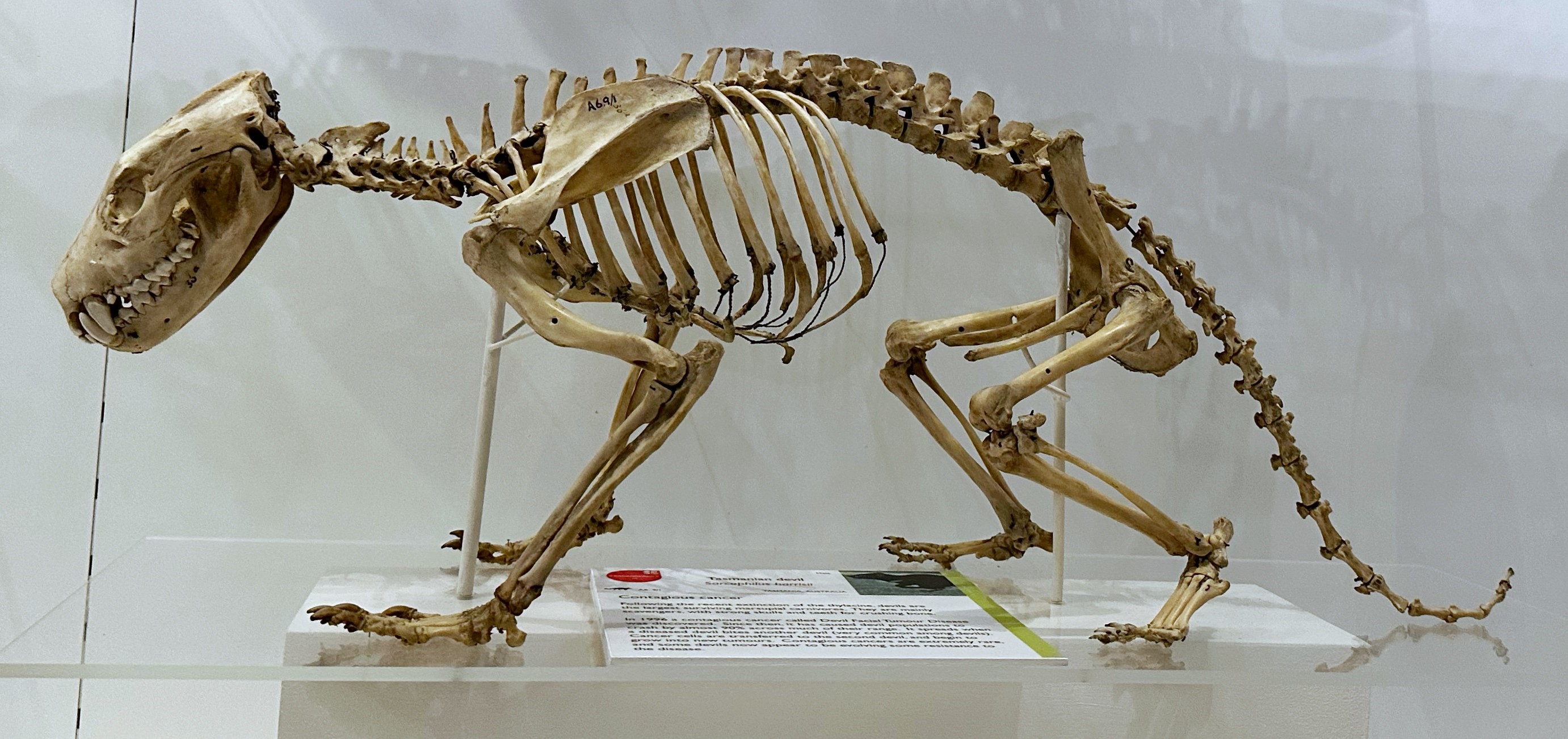 Skeleton of a Tasmanian devil in side view