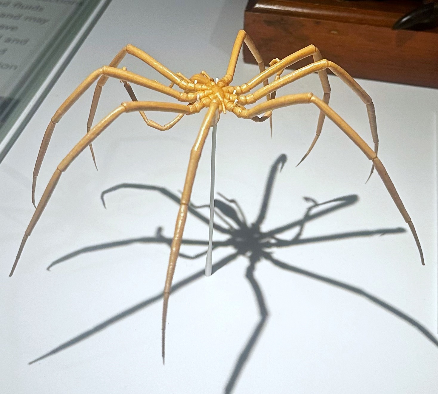 Dried specimen of a large sea spider suspended above a white surface, a strong shadow showing beneath it