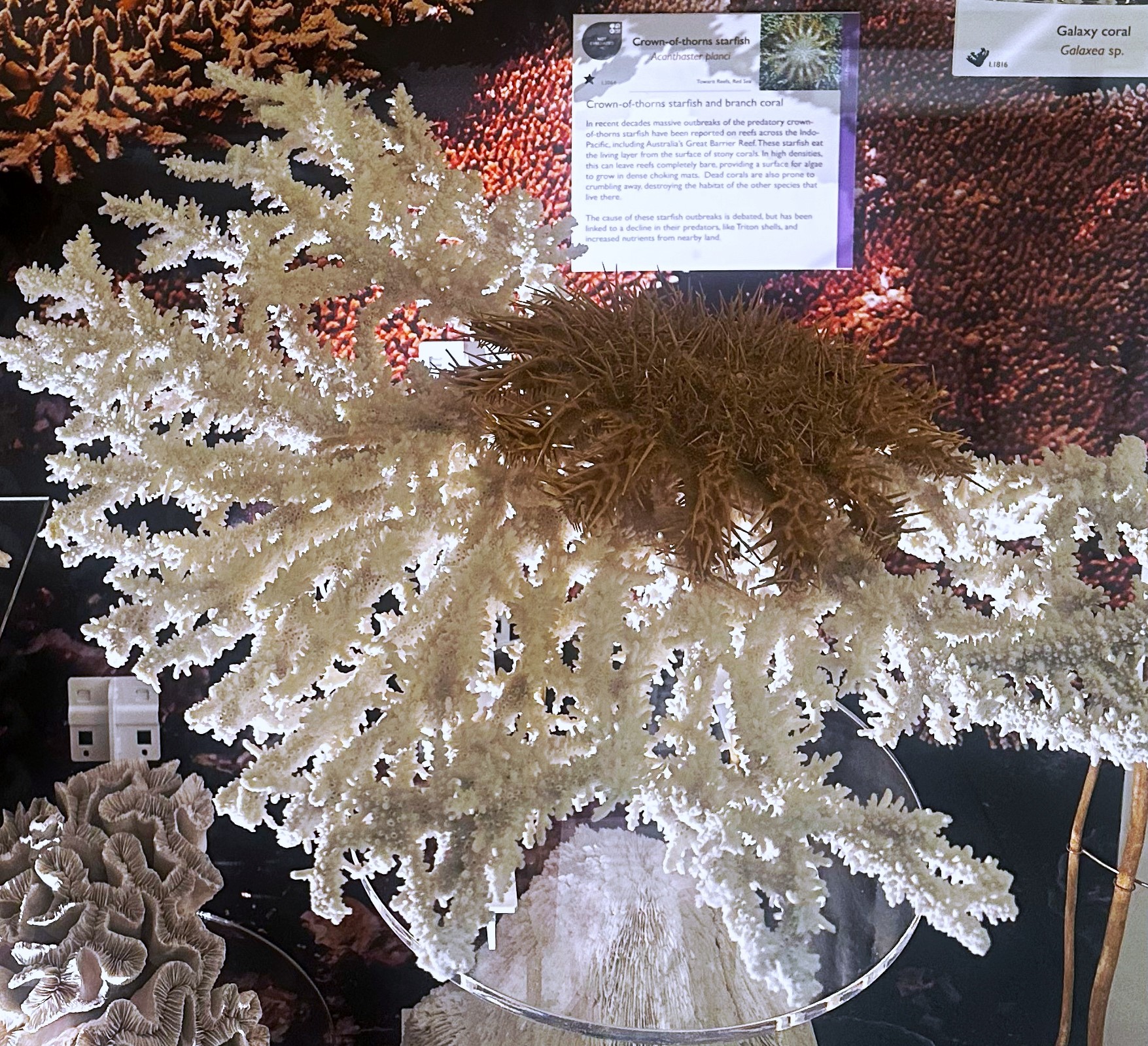 Crown of thorns starfish positioned on a piece of coral on display in the Museum of Zoology