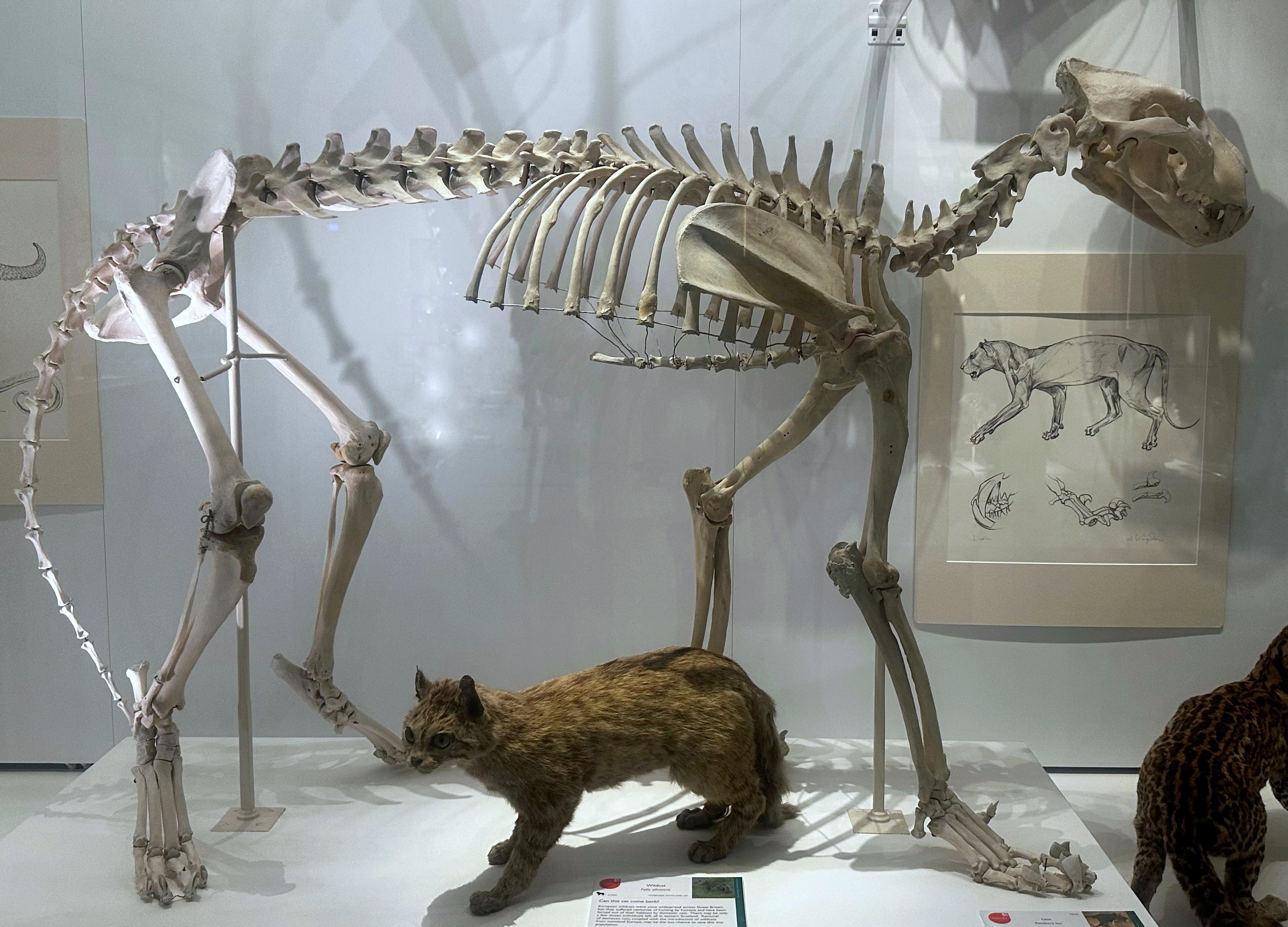 Lion skeleton amongst skins of smaller cats on display
