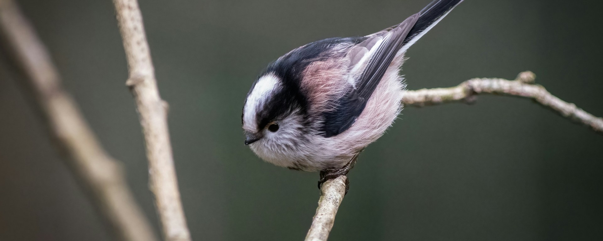 Long-tailed tit perched on a bare branch