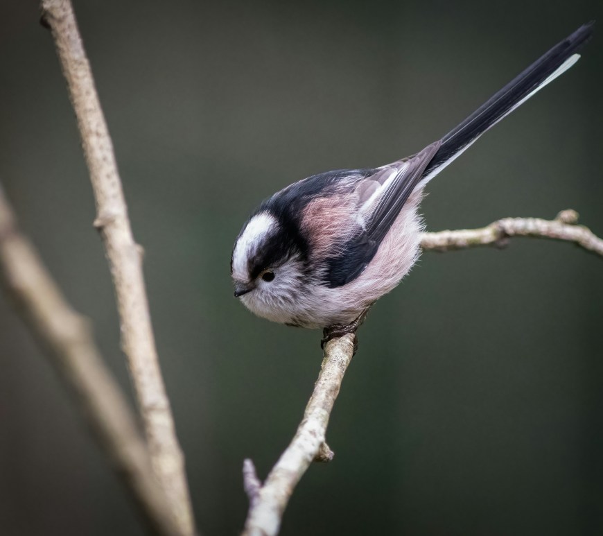 Long-tailed tit perched on a bare branch
