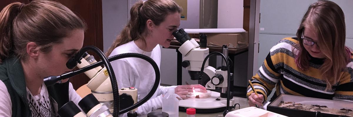 Group of young weomen studying using microscopes