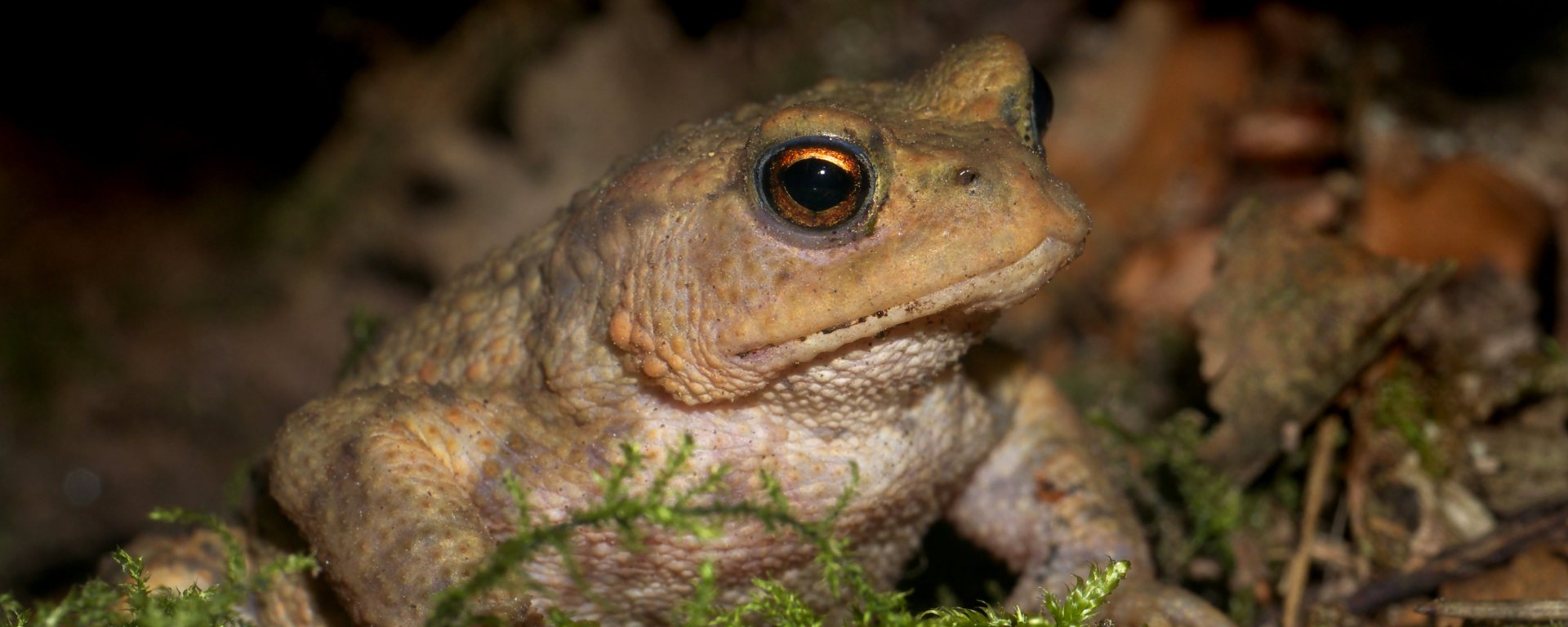 Image of a toad in the undergrowth at night