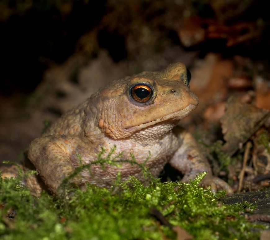 Image of a toad in the undergrowth at night