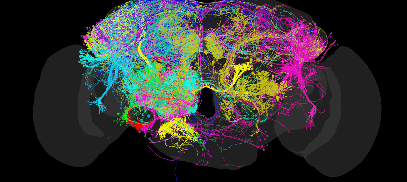 A diagram of colour coded neurons in a fruit fly brain