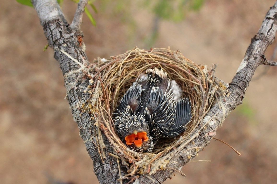 A photo of a large cuckoo chick in a nest it has overtaken