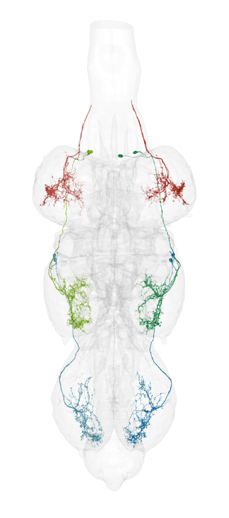A colour-coded diagram of neurons in a fly