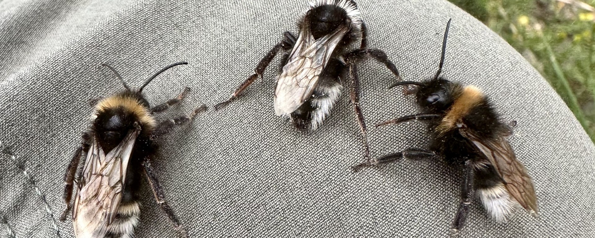 Three cuckoo bumblebees on a researcher's knee