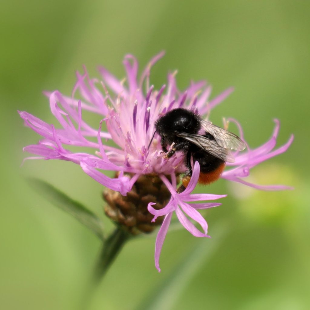 Red tailed bumblebee on a pink flower