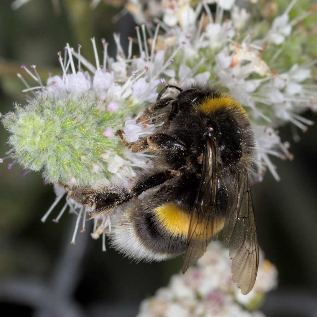White tailed bumblebee on a flower